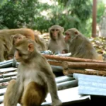 बंदरों का आतंक: नगर पालिका प्रशासन की लापरवाही से कस्बे में परेशानी