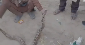 अजगर निकलने से गांव में मचा हड़कंप